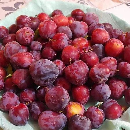 Da Zietto Casa de hóspedes Dorgali